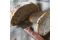 kuerbiskernkruste_302246_3